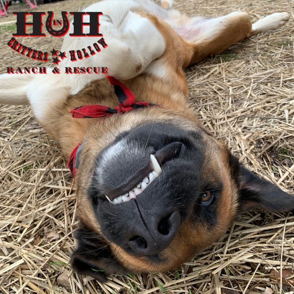 Heart in Hand Critters Hollow Ranch & Rescue Ladies Front Logo 2-Tone Tank XL - Picture 4 of 4